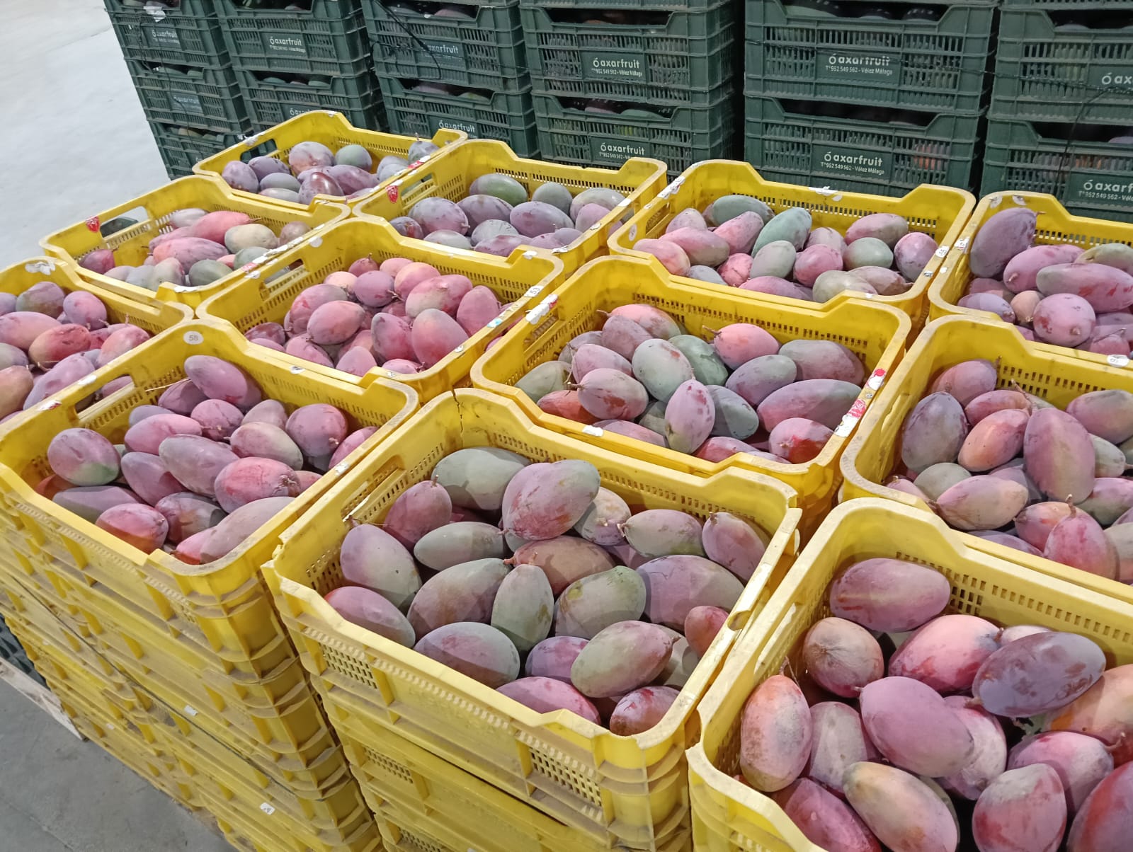 Świeże mango z Hiszpanii w skrzynkach przed transportem do Polski