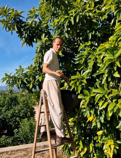 zbiory awokado fuerte frutafresca