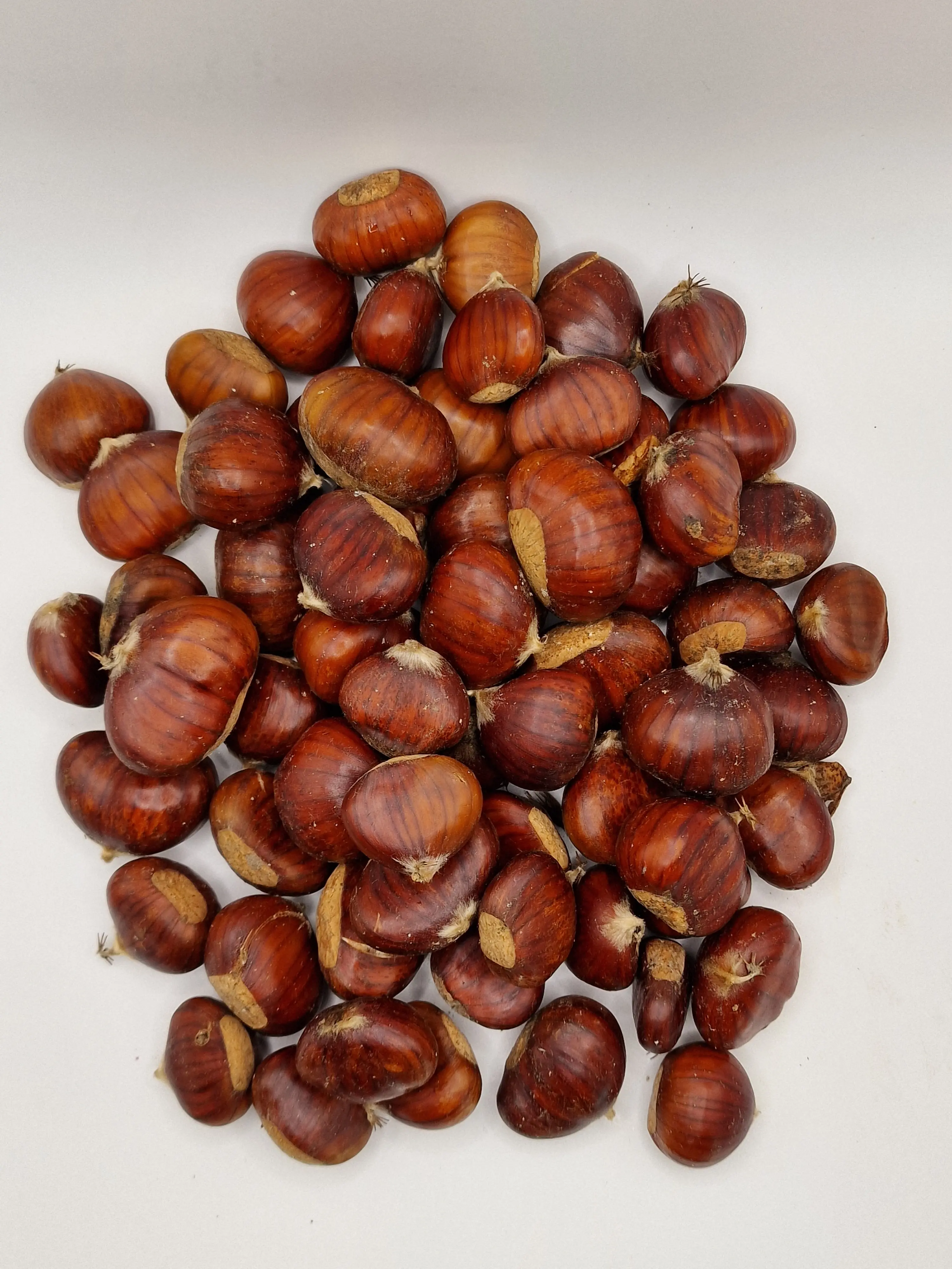 Kasztany jadalne – starożytne jedzenie z lasu. Najlepsze kasztany z Hiszpanii