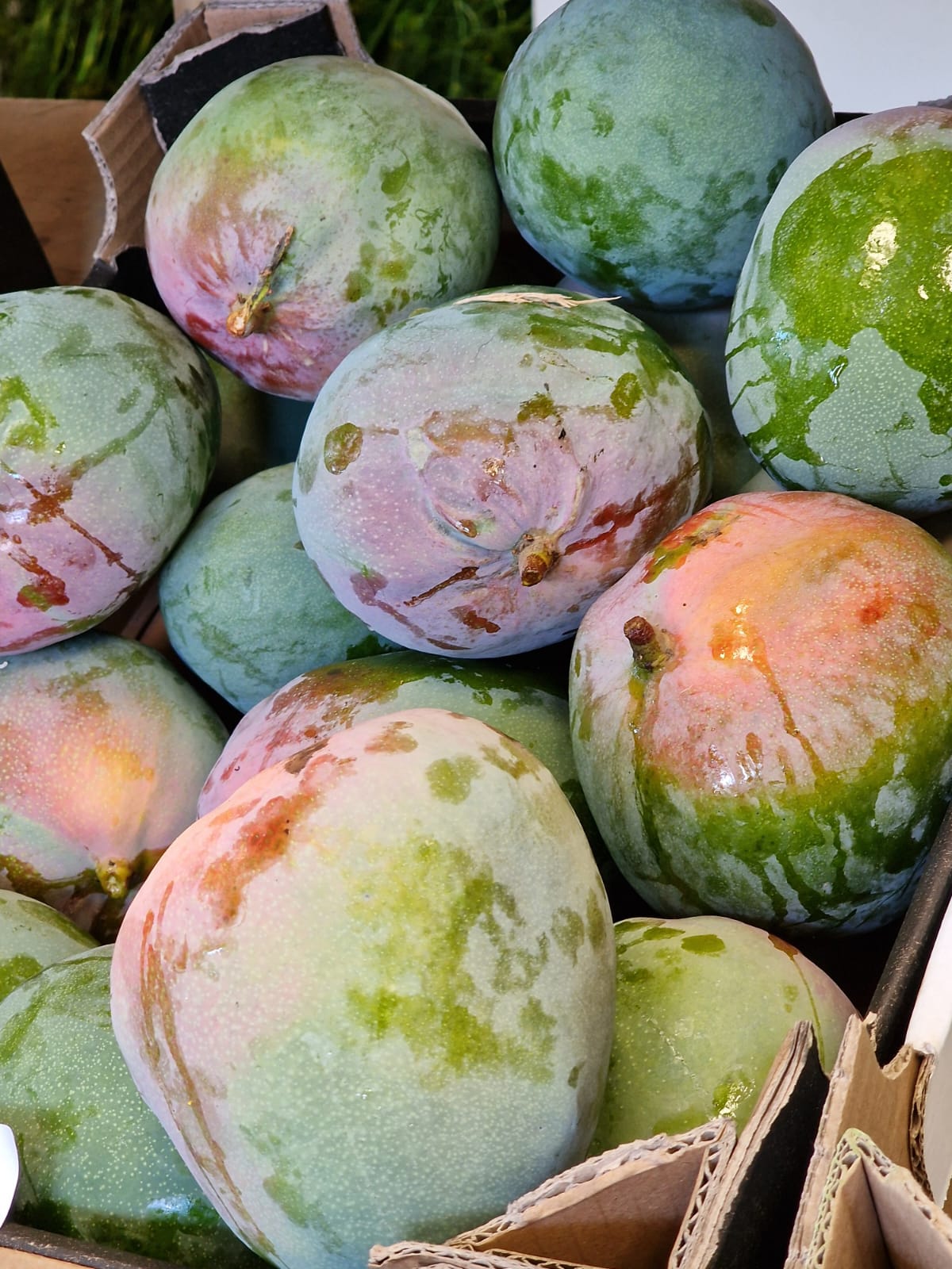 Ekologiczne mango na drzewie w hiszpańskim gospodarstwie