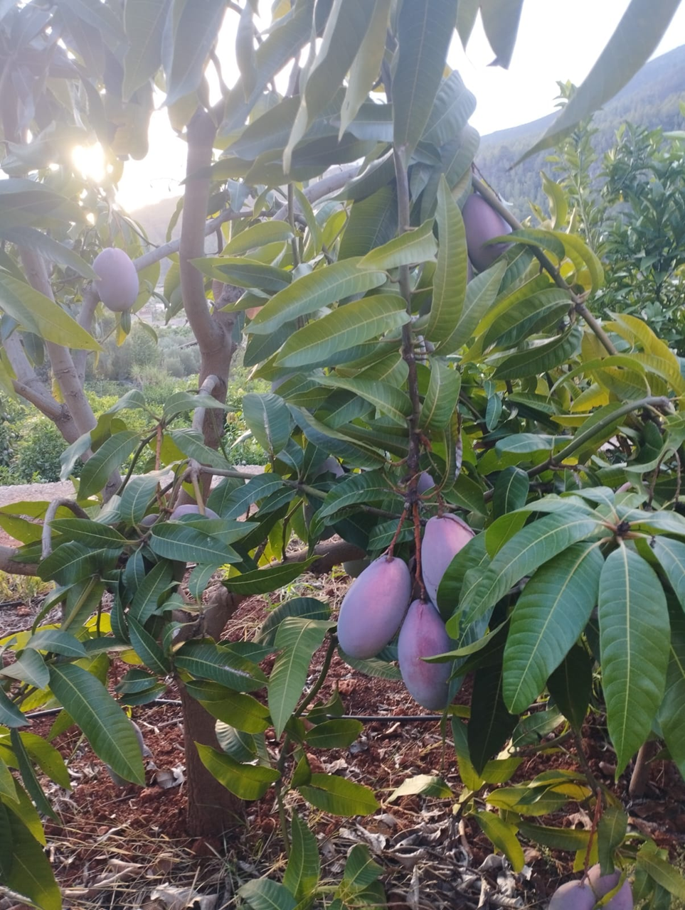 Ekologiczne mango dojrzewające na drzewie w hiszpańskim gospodarstwie