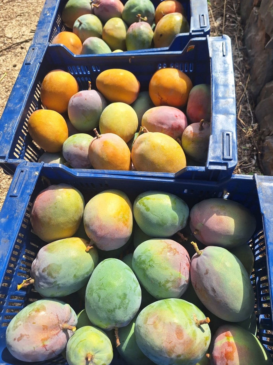 Mango o zielonej, żółtej i czerwonej skórce po zbiorze