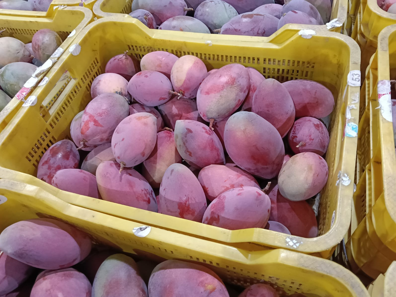 Ekologiczne mango z Hiszpanii w skrzynce po zbiorze