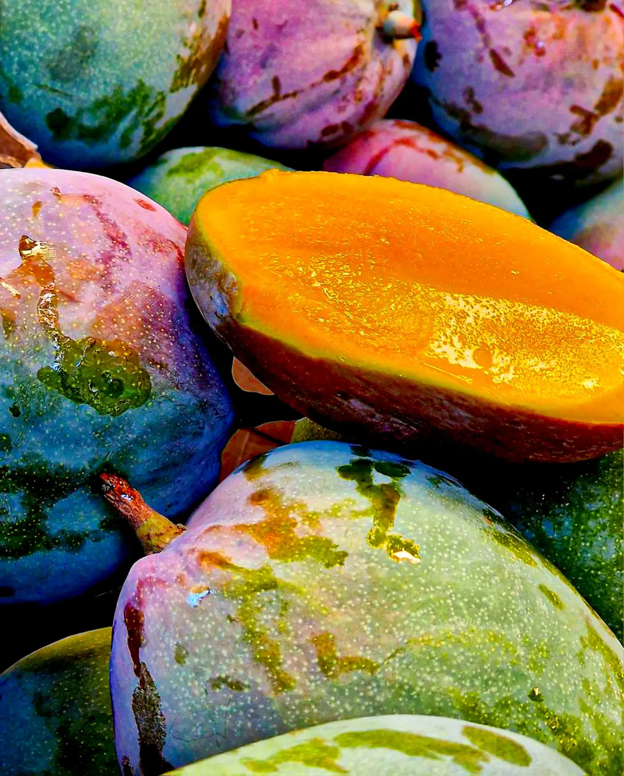 Ekologiczne mango z Hiszpanii w skrzynkach po zbiorze – FrutaFresca