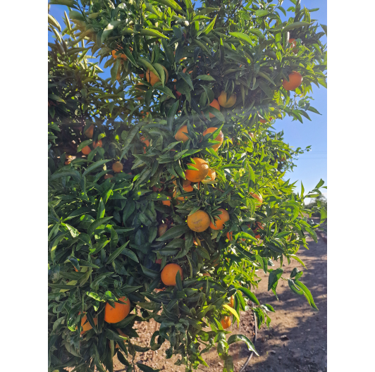 Mandarynka Niewoskowana Premium Clemenules 1KG Mandarynka Niewoskowana Premium Clemenules 1KG