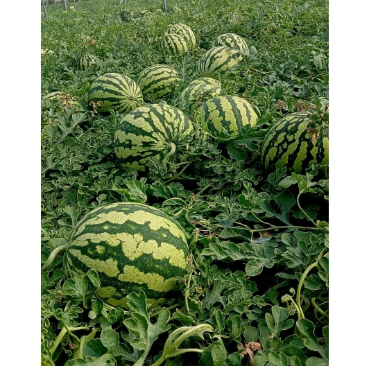 Arbuz bezpestkowy 1szt