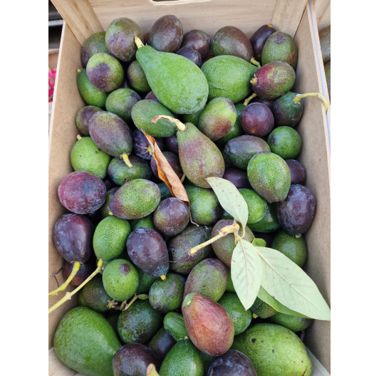Awokado DZIKIE liso – gotowe do jedzenia, limitowana partia 1 kg