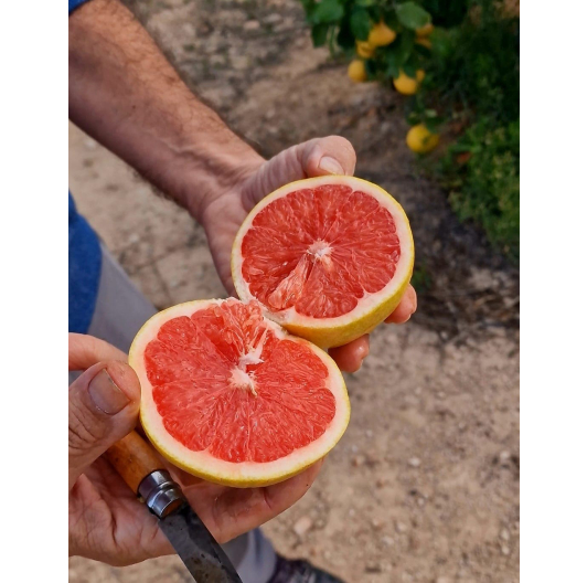 Grejpfrut żółty Niewoskowany 1KG