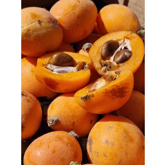 Nispero (nieśplik japoński) 500g - ekologiczny Hiszpania