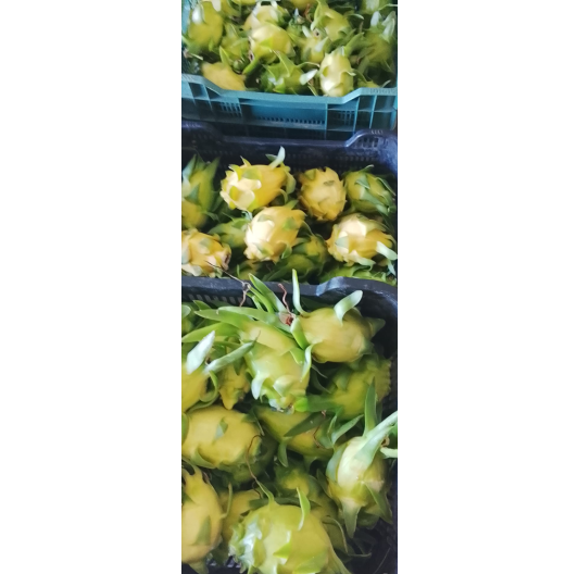 Pitaja Smoczy Owoc ŻÓŁTY Hiszpański 2kg