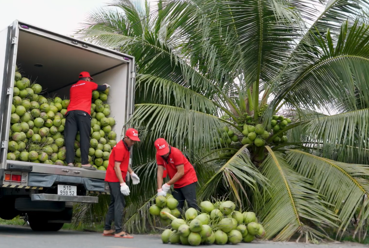 zbiór zielonych kokosów frutafresca