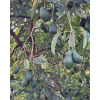 Sezonowa mieszanka cytrusowa 5kg