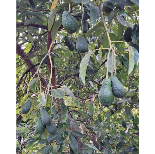 Sezonowa mieszanka cytrusowa 5kg