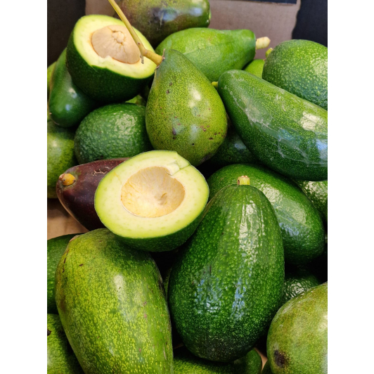 Awokado HASS prosto z drzewa 1KG Awokado HASS prosto z drzewa 1KG