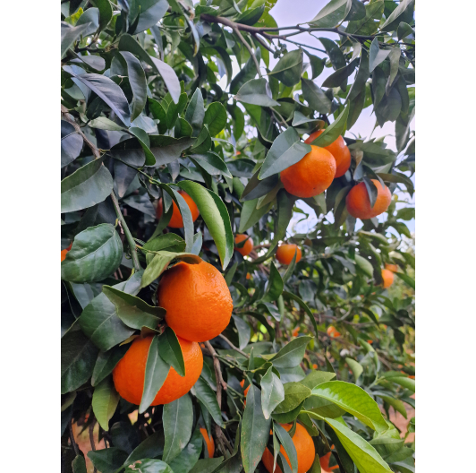 Mandarynka ORRI Niewoskowana Premium 1KG