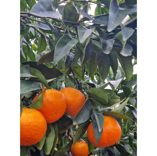 Mandarynka ORRI Niewoskowana Premium 1KG