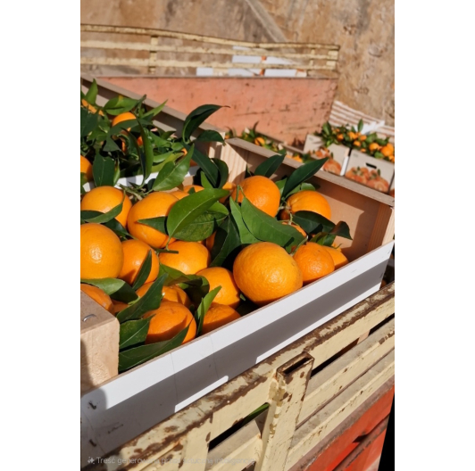 Mandarynka ORRI Niewoskowana Premium 1KG