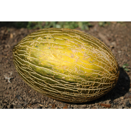 Melon Piel De Sapo