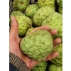 Czirimoja (Cherimoya) Hiszpańska 1kg