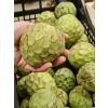 Czirimoja (Cherimoya) Hiszpańska 1kg