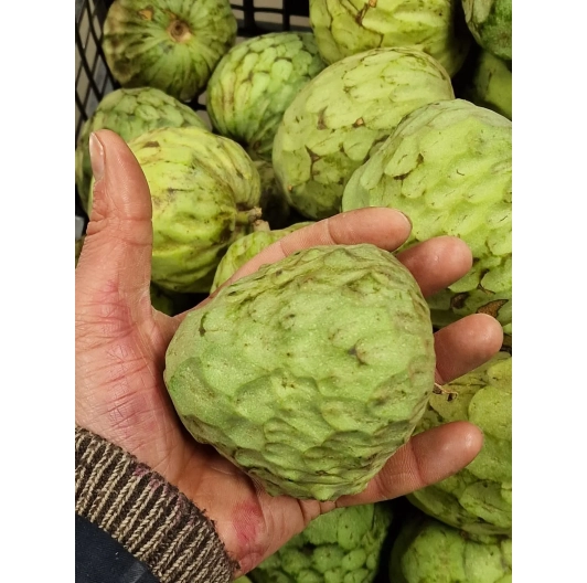 Czirimoja (Cherimoya) Hiszpańska 1kg