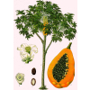 Papaja, Papaya, Melonowiec Właściwy