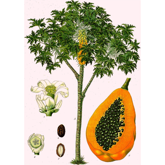 Papaja, Papaya, Melonowiec Właściwy