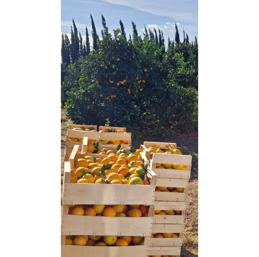 Pomarańcza Niewoskowana Premium 1KG Pomarańcza Niewoskowana Premium 1KG