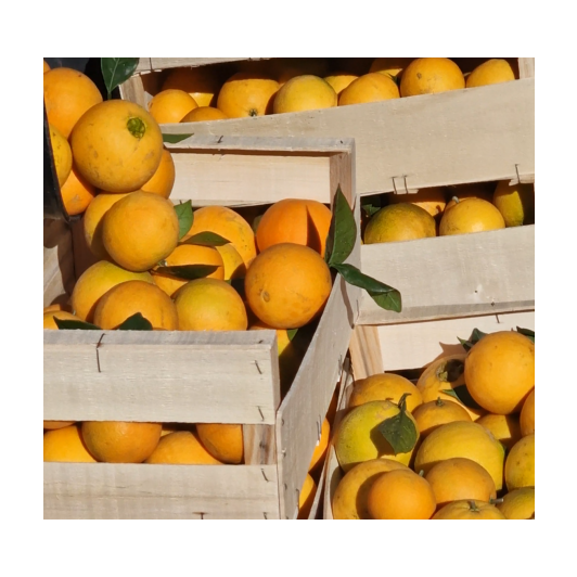 Pomarańcza Niewoskowana Premium 1KG Pomarańcza Niewoskowana Premium 1KG